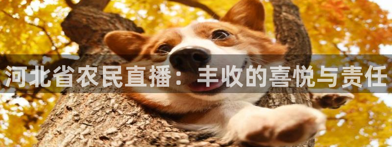 河豚的：河北省农民直播：丰收的喜悦与责任